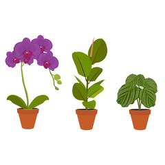 Wall Mural - Various potted houseplants. Garden potted plants. Vector set potted plants.