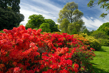 Colorful blooming flowers