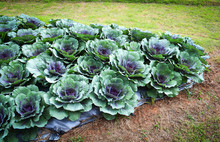 Cabbages Vegetable Texture Background  / Colorful Ornamental Cabbage Flower Or Kale Planted