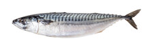 Raw Mackerel Fish