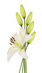 Wall Mural - lily flower