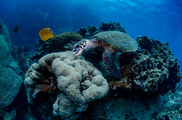 Wall Mural - Hawksbill turtle (Eretmochelys imbricata) feeding on the bubble coral (Plerogyra sinuosa) on the coral reefs of Koh Tao, Thailand