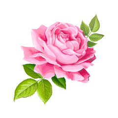 Wall Mural - Lovely rose flower