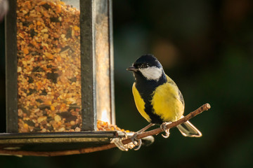 Wall Mural - Parus major Great tit bird eating of a birdfeeder