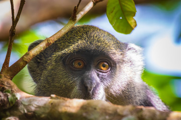 Wall Mural - Wild blue or diademed monkey Cercopithecus mitis primate in a evergreen montane bamboo jungle habitat