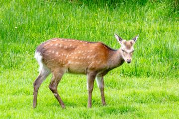 Glendalough the valley of the two lakes -14