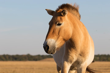 wild horses of Przewalski