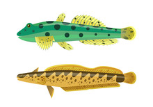Rainbow Trout With Green Fish Vector Illustration