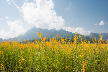 Wall Mural - Sunhemp (Crotalaria) planted in winter. To adjust the soil, beautiful yellow flowers