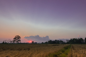 Wall Mural - sunset In the rice fields harvested