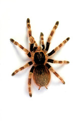 Sticker - brasilianische Vogelspinne (Nhandu coloratovillosus) - Brazilian tarantula