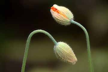 two poppy's isolated from a green background, opening carefully their flowers