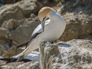 A blue eyed Australasian gannet (Morus serrator) perches on a rock to preen