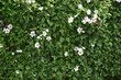 Kwitnący hibiskus hibiscus hedge green background