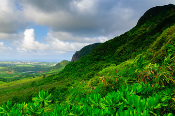 Wall Mural - Looking up at a rocky mountain cliff on the lush tropical island of Kauai, Hawaii, USA