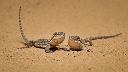 Poster - two bearded dragons resting on the sand both looking forward