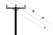Telegraph Pole With Perching Birds
