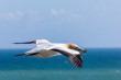 Gannet Flying with Sticks in Mouth Across the Sea at Muriwai Beach