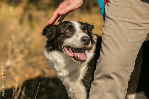 A Hand Petting Black And White Short Haired Border Collie Who Has