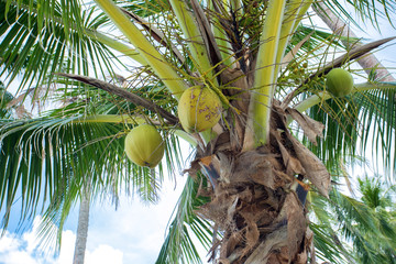 Wall Mural - Palm and Coconut Fruit. Tropical background.