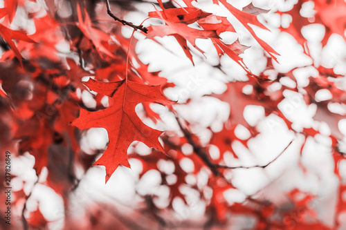 autumn-leaves-abstract-background-toned-in-living-coral-color-of-the-2019-year