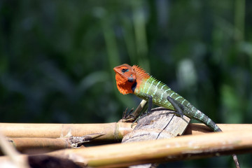 Green garden lizard