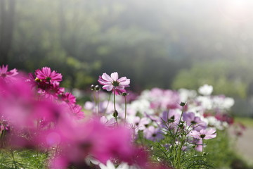 Wall Mural - Field of cosmos flower with soft warm light selective focus for graphic design