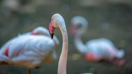 Wall Mural - Pastel Pink Flamingo