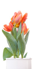 Canvas Print - Tulpe