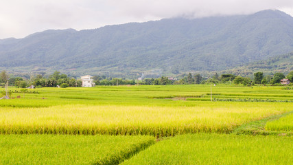 landscape with green field and blue sky