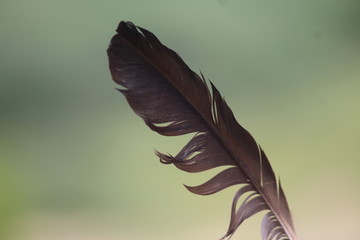 Feather