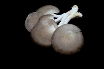 Indian Oyster Mushroom