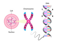 Diagram Of Chromosome And DNA Structure