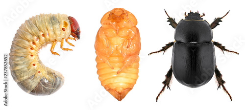 Scarab beetle (Coleoptera: Scarabaeidae) Tableau sur Toile