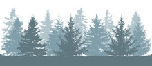 Winter Forest, Silhouette Of Spruces. Vector Illustration.