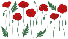 Red Poppy Flowers. Papáver. Green Stems And Leaves. Big Set Of Elements For Design. Hand Drawn Vector Illustration. Monochrome Black And White Ink Sketch. Line Art. Isolated On White Background. 