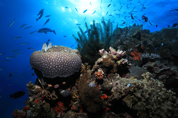 Wall Mural - Great Barrier Reef