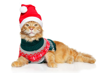 Canvas Print - Maine-Coon cat in Santa clothes and red hat