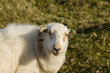 © David Pimborough - Welsh mountain sheep ewes a hardy breed suited to the harsh hill and mountain ranges of Wales usually kept outdoors all year round