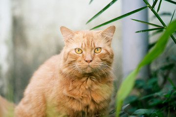 Cute cat looking camera