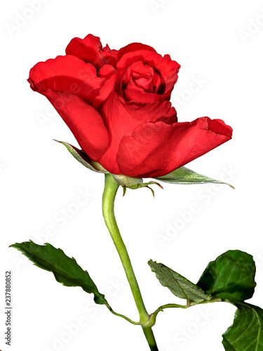 Get Net roterose For iPhone Free Net Roterose