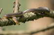 Wąż eskulapa, Aesculapian Snake,  Zamenis longissimus
