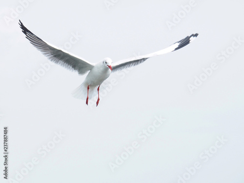 Fotografie, Obraz Seagulls are flying on a white sky background