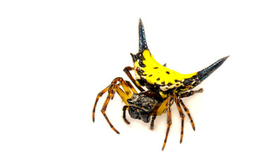 Image of Hasselt's spiny spider (Gasteracantha hasselti) on a white background. Insect. Animal.