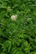 Wiązówka błotna - kwiaty wśród liści, Filipendula ulmaria