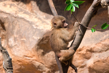 Wall Mural - a young hamadryas baboon while climbing a tree and looking for food