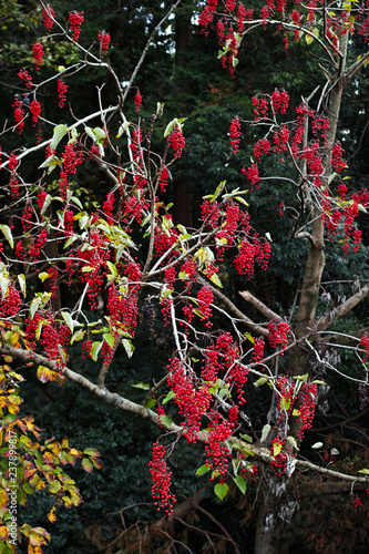 赤い実をたくさんつけたイイギリの木 Stock Photo Adobe Stock