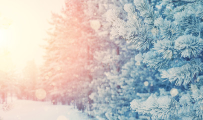 Wall Mural - Beautiful snow-covered forest. Winter landscape with coniferous forest in hoarfrost. Winter background.