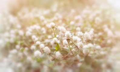 Vintage style; white Grass Flower and blur background. / Small white flowers in a field beautiful background. / White globe amaranth in grass field green blurred background