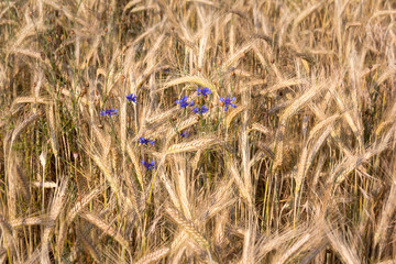 Rye field in the summer time.